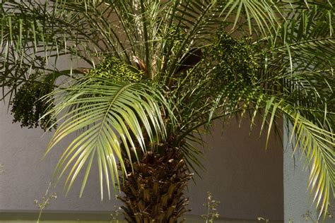 Pygmy Palm Growing – Care For A Pygmy Date Palm Tree