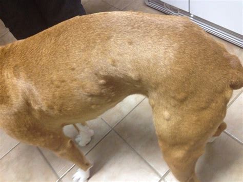 Hives everywhere!!! - Boxer Forum : Boxer Breed Dog Forums