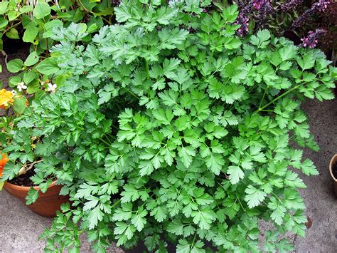 Parsley - Plant Propagation