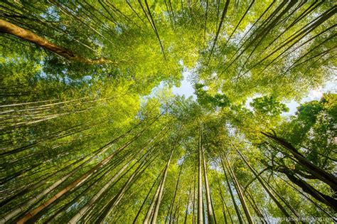 Arashiyama Bamboo Forest Kyoto (2023) | The Whole World Is A Playground | Bamboo forest, Bamboo ...