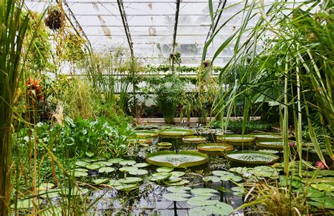 Inside the Oxford Botanic Glasshouses – ancient botany in the historic ...