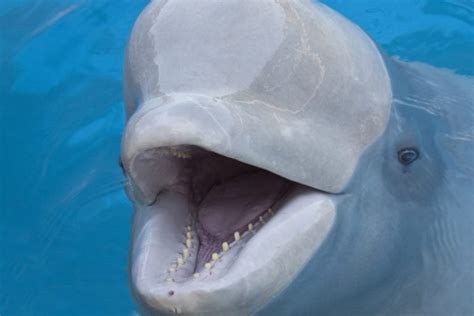 Beluga Whale Facts - CRITTERFACTS