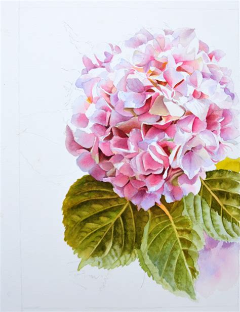 Pink Hydrangea Painting in watercolor