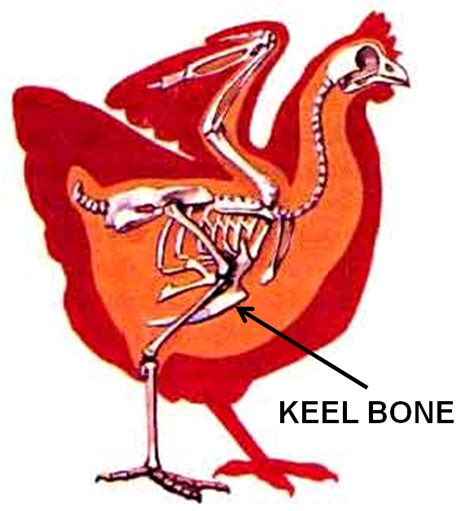 The Poultry Pages: Why Can I Feel My Chickens Keel / Breast Bone?