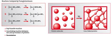 Synergy Dolison : Transglutaminase (meat glue)