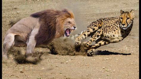 Amazing Male Lion Vs Cheetah In Africa | Who Will Be The Winner ? - YouTube