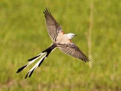 Scissor-tailed Flycatcher, Identification, All About Birds - Cornell ...