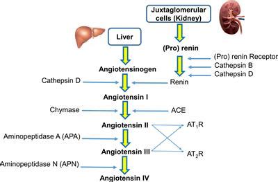 Frontiers | The role of the renin-angiotensin system (RAS) in salinity adaptation in Pacific ...