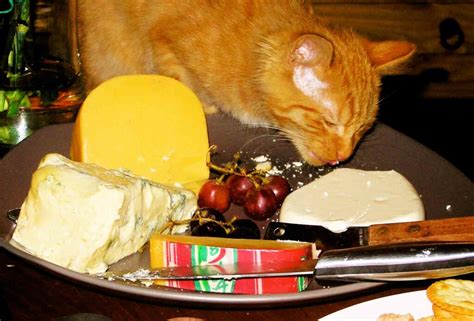 Can Cats Eat Cheese: 11 Tips For Better Can Cats Eat Cheese – Petanew