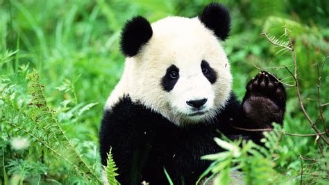 Petition · Help Pandas in Sichuan! - United States · Change.org