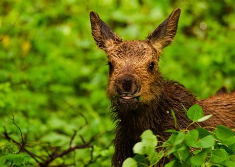 Tied To NatureBaby Moose | Tied To Nature