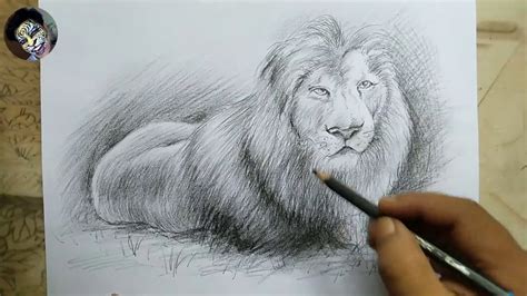 Detailed Lion Drawings In Pencil