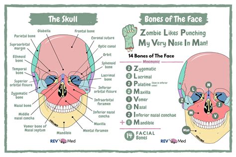 Skull Bones Mnemonic Cranial And Facial Bones Anatomy And Physiology – NBKomputer