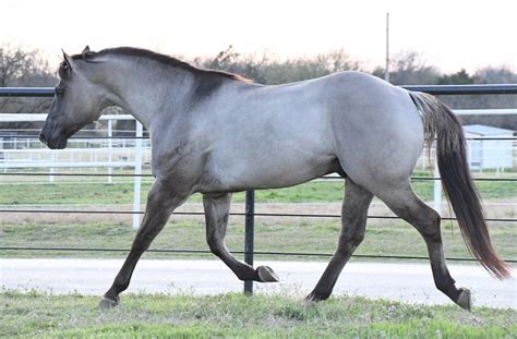 Grulla Foals For Sale | Shining C Horses | United States | Grulla horse ...