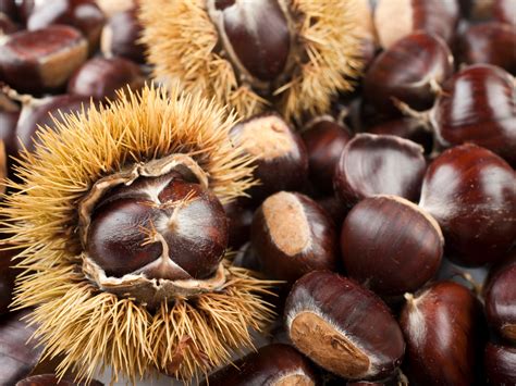 Sweet Chestnut - A Foraging Guide to Its Food, Medicine and Other Uses