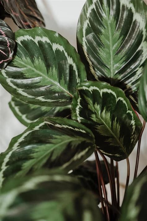 Calathea plant care tips for beginners – Artofit