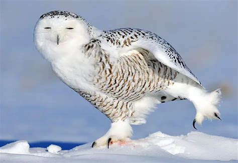 Snowy Owl Facts For Kids | Amazing Snowy Owl Behavior, Diet, Habitat, and Reproduction