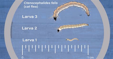 Flea Larvae: Where They Live, What They Look Like