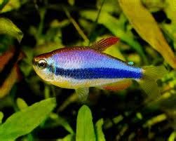 Blue Emperor Tetra – Inpaichthys Kerri | Tropical Fish Site