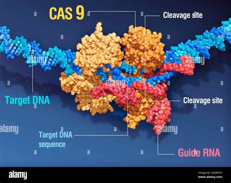 CRISPR-Cas9 gene editing complex, molecular structure. The CRISPR-Cas9 ...