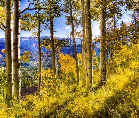 Here Are The Best Places To See Fall Foliage In Utah