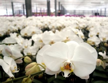 Orchid Fertilizer Basics - my Garden and Greenhouse