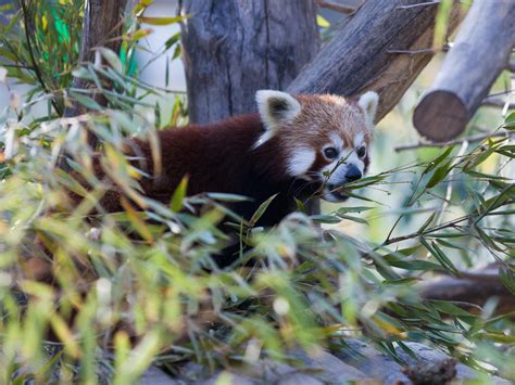 Red Panda, eating by FotoGruber on DeviantArt