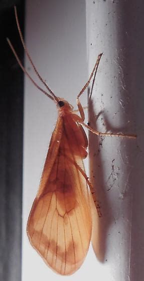 Caddisfly Identification - Pycnopsyche - BugGuide.Net