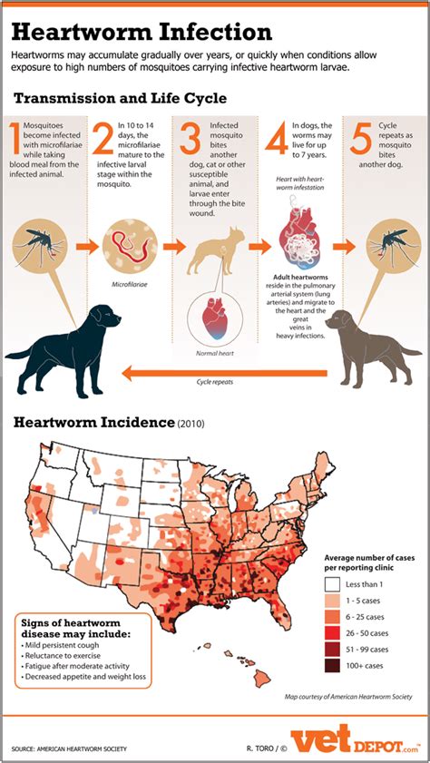 The Dangers of Heartworm Infection - Infographic - LIFE WITH DOGS