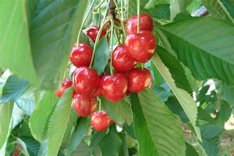 Cherry tree: location and growing tips - TMH Garden