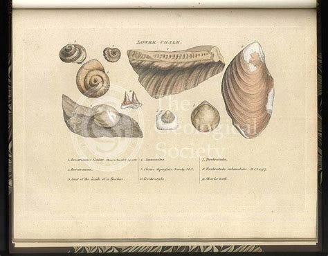 Lower Chalk fossilsGeological Society Picture Library