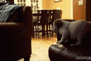 The Absolutely Cutest Puppy GIFs Ever