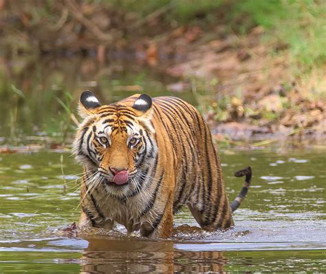 THE BIODIVERSITY OF INDIA - Greenpeace India