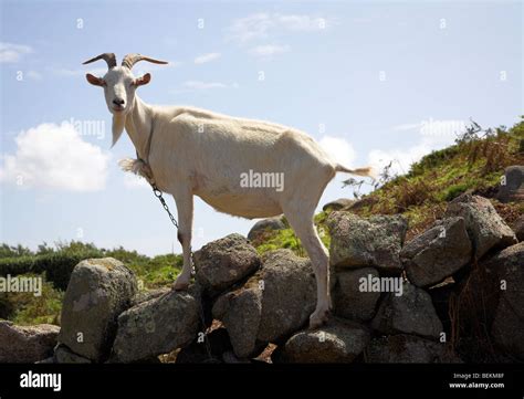 Billy goat beard hi-res stock photography and images - Alamy