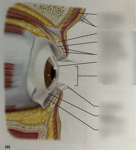 anatomy of the visual system Diagram | Quizlet