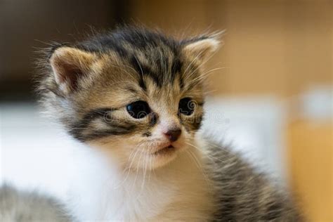 Portrait of a Baby Cat Cat. a Cat with Floppy Ears. Kittten Stock Photo ...