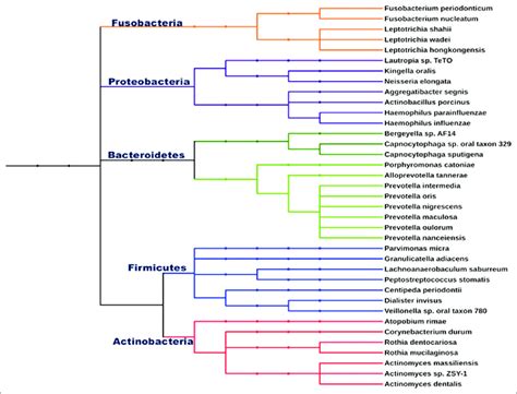 How To Draw Phylogenetic Tree