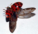 Coccinellidae - Wikipedia