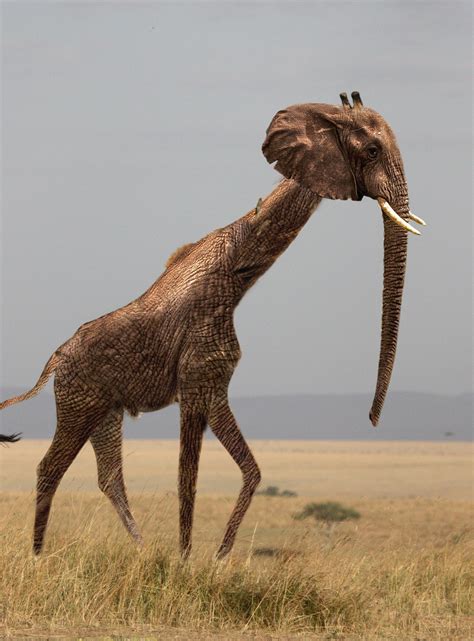 Giraffelphant : r/HybridAnimals