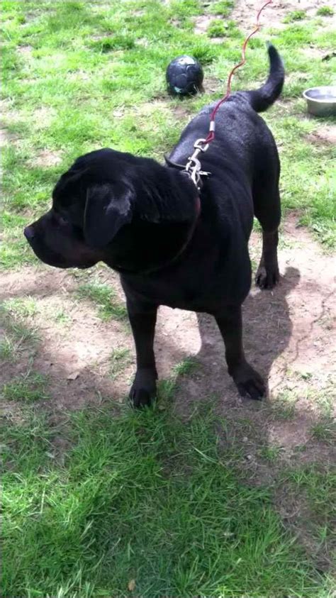 Cane Corso Rottweiler Mix | PETSIDI