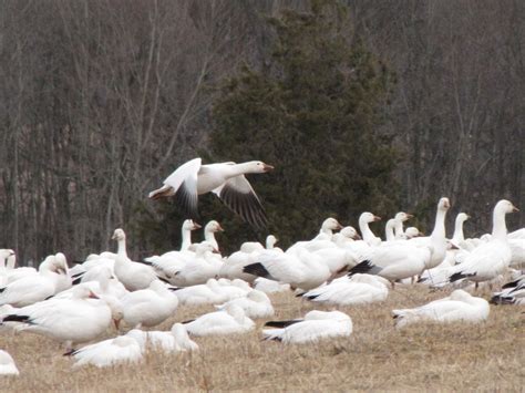 Camp Martin Travels : Middle Creek / Snow Geese Migration