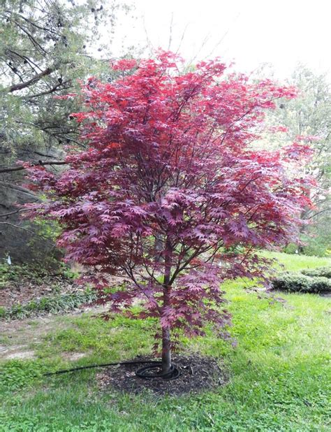 Bloodgood Japanese Maple | | Fort Wayne Trees