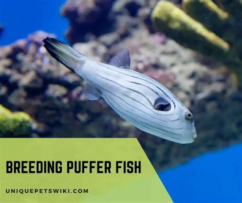 Breeding Puffer Fish (Aquarium Puffer Breeding Guide)