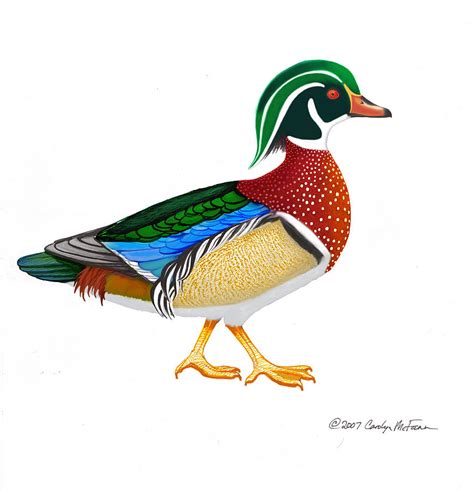 Wood Duck by Carolyn McFann