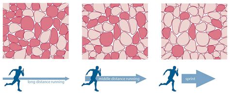 Training for Speed - Developing Fast-Twitch Muscle Fibers — T3 Performance