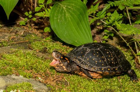 Canadian Wildlife Federation: Spotted Turtle