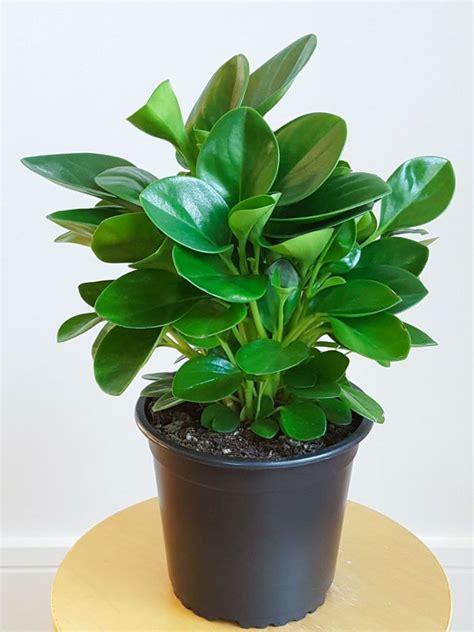 Peperomia obtusifolia (Baby Rubber Plant) - World of Succulents | Peperomia plant, Trees to ...