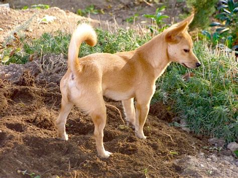 Breed Profile: Portuguese Podengo Pequeno - Petful