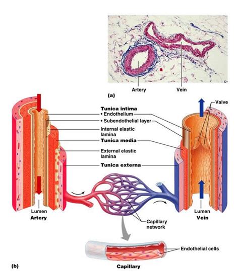 The Cardiovascular System: Blood Vessels : Anatomy & Physiology