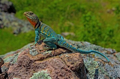 Eastern Collared Lizard | LandPKS